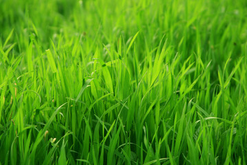 Fototapeta na wymiar Photo of a green glade with a young grass
