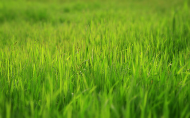 Photo of a green glade with a young grass