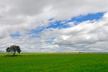 Field and tree