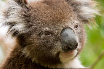 Crédence de cuisine en verre imprimé Koala Koala en gros plan