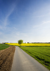 rural landscape with rape field