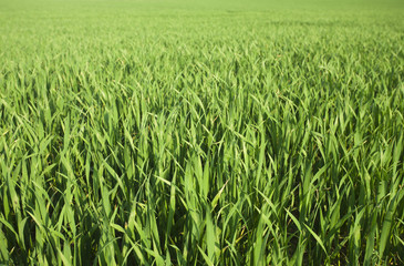 grünes kornfeld im frühjahr