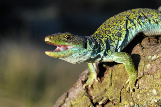 Lagarto ocelado
