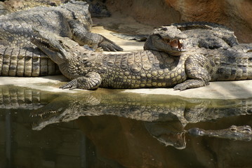 crocodiles