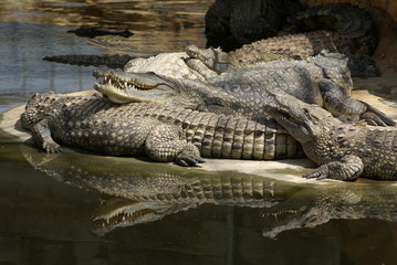 crocodiles