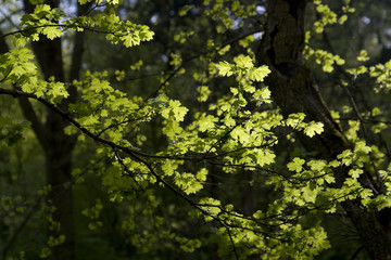 Back lit leaves