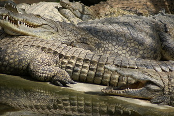 Obraz premium crocodiles