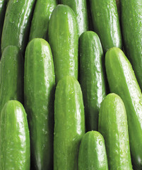 Fresh cucumbers