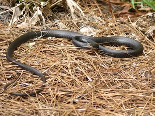 Black rat snake
