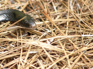 Black rat snake head
