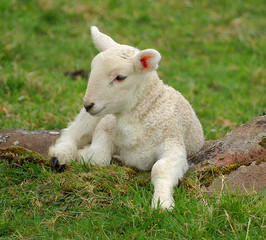 LAMB IN THOUGHT