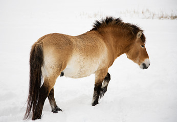 Fototapeta na wymiar Lonely horse in winter