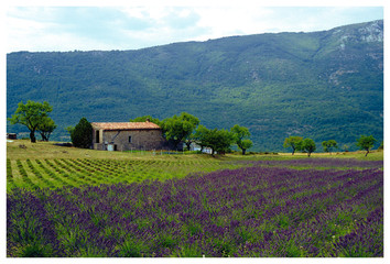 Un paysage authentique représentant un champ de lavande au premier plan avec une maison...