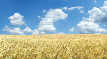 Naklejka premium Beautiful wheat field