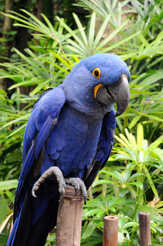 Fototapeta Blue Hyacinth Macaw