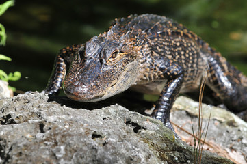 Young American Alligator