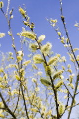 Pussy willow