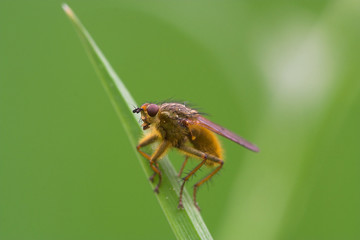 morgendliche Dungfliege
