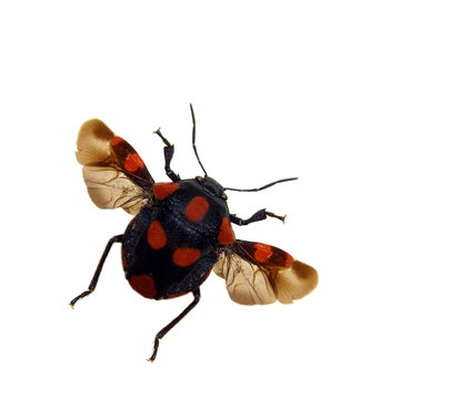 Hemiptera.
