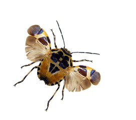 Hemiptera.