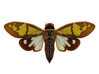 Cicada.