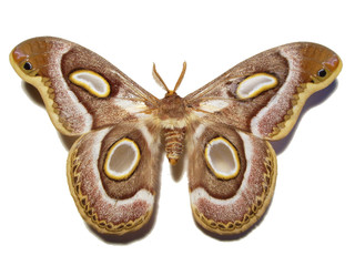 Moth.