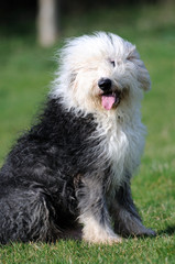 Old English Sheep Dog
