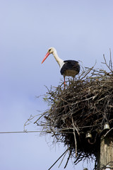 White Stork in nest