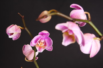 Naklejka na ściany i meble Moth Orchid (Phalaenopsis orchidaceae)