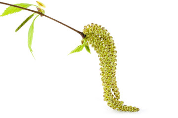 Blossom out Birch tree Leaves.