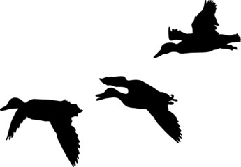  three mallard ducks   flying  