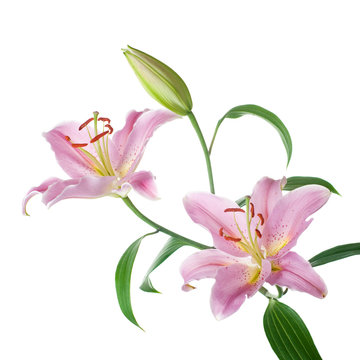 Pink lilly flowers