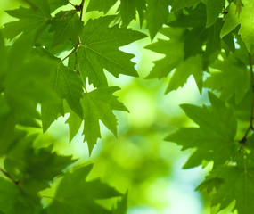 Fototapeta na wymiar zielone liście, płytkie fokus