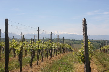 Fototapeta premium vignes