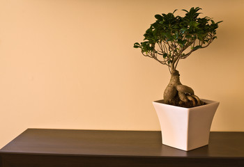 Bonsai