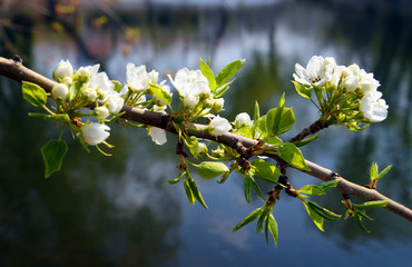 blossom apple-tree branch