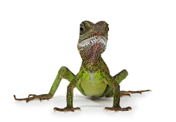 Fototapeta premium Water dragon lizard