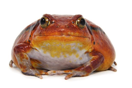 Tomato frog (Dyscophus Antongilii)