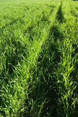 Rows and shadows in the green grass