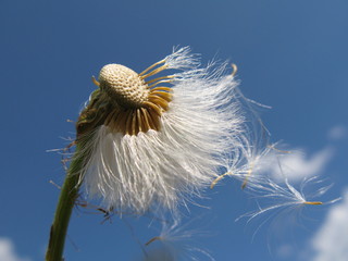 dandelion in the wind