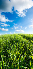 Obraz premium Morning with green field and white clouds