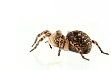 tarantula