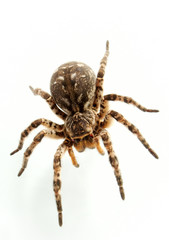 tarantula