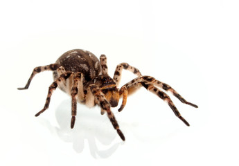 tarantula