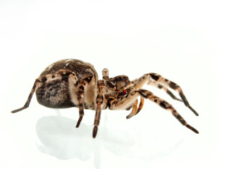 tarantula