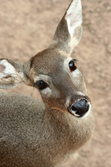 Sweet deer