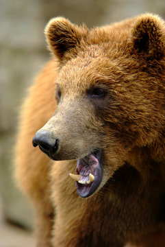 oso pardo