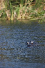 Crocodile Approaching