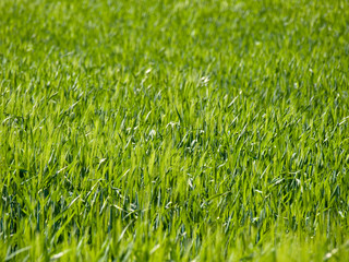 Fototapeta premium Green wheat field