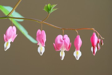 Fototapeta premium Dicentra spectabilis - bleeding heart